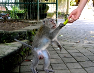 Bananas are sold at the monkey forest for tourists to give to the monkeys. BEWARE! Some monkeys are surprisingly swift and will jump on you to get a taste.