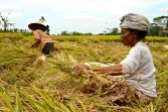 Ladies harvesting rice in the fields.